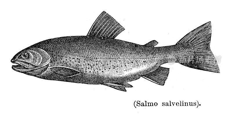 Artic charr salmon雕刻1897年